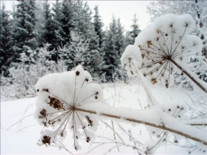 Farmstead in winter